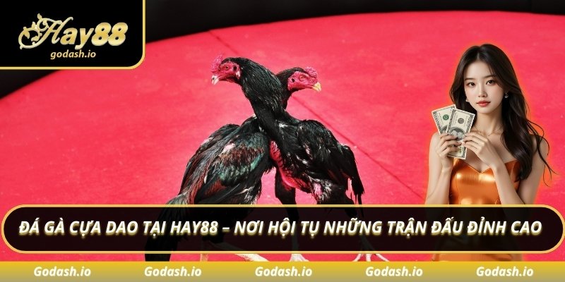 Đá gà cựa dao